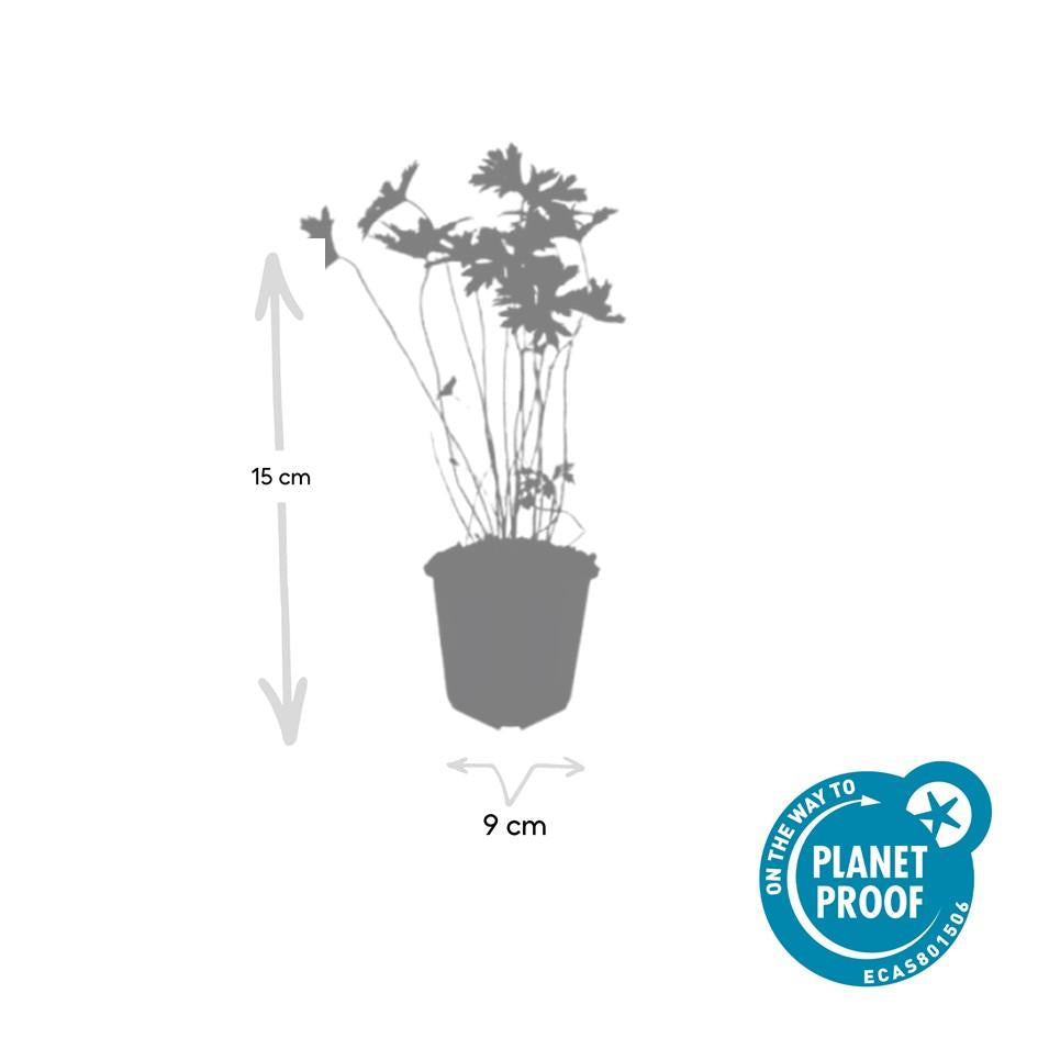 12 géraniums 'Johnson's Blue' - ↕10-25cm - Ø9cm