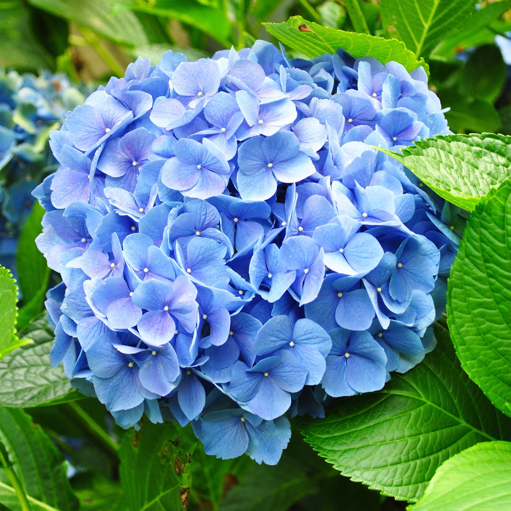 Hydrangea macrophylla Blauw - Hortensia - Winterhard - Blauw - 1 Plant - Pot 12cm - Hoogte Hoogte 20-30cm