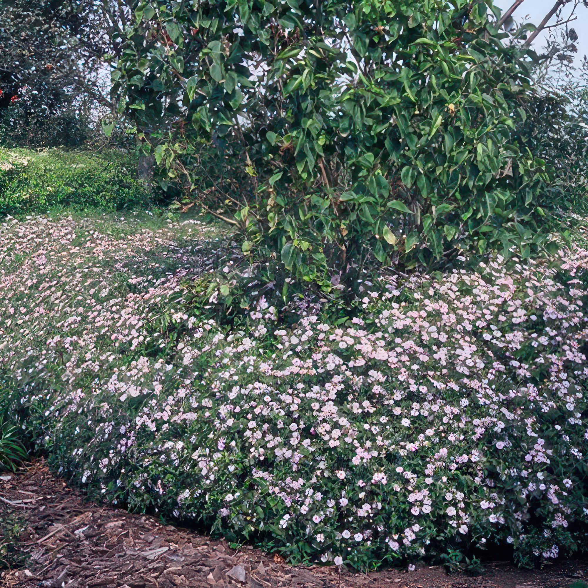 6x Aster ageratides 'Asran' - ↕10-25cm - Ø9cm