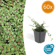 60x Cotoneaster pr. 'Reina de las Alfombras' - ↕10-25cm - Ø9cm