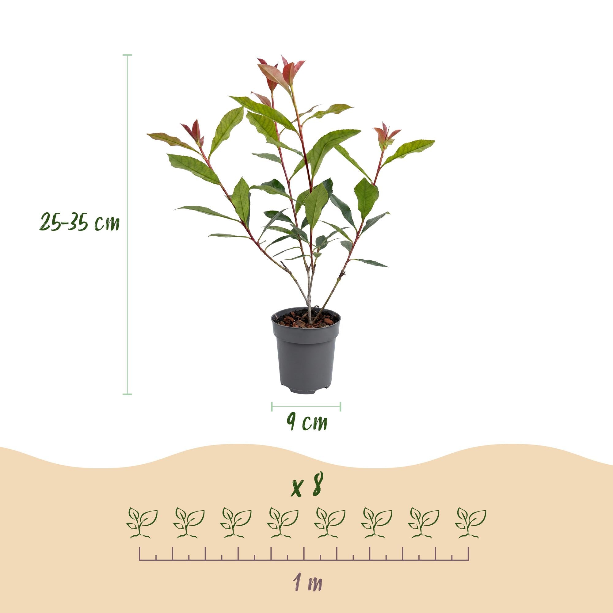 Photinia fraseri Carre Rouge - 24x Glansmispel - Haagplanten - Groenblijvend - Rood - Pot 9cm - Hoogte 25-35cm