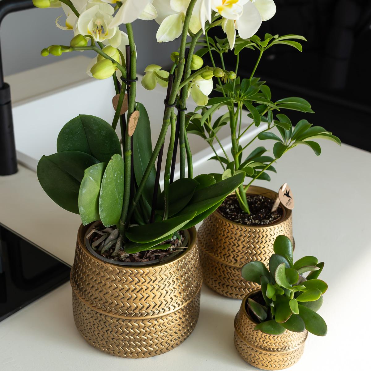 Kolibri Orchids | Orange Phalaenopsis orchid Las Vegas in gold Groove decorative pot - Ø12cm