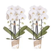 Kolibri Orchids | Combi Deal - 2 Witte Phalaenopsis Orchideeën Niagara Fall White - Ø12 cm