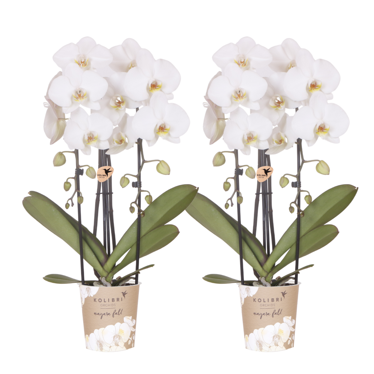 Kolibri Orchids | Combi Deal - 2 Witte Phalaenopsis Orchideeën Niagara Fall White - Ø12 cm
