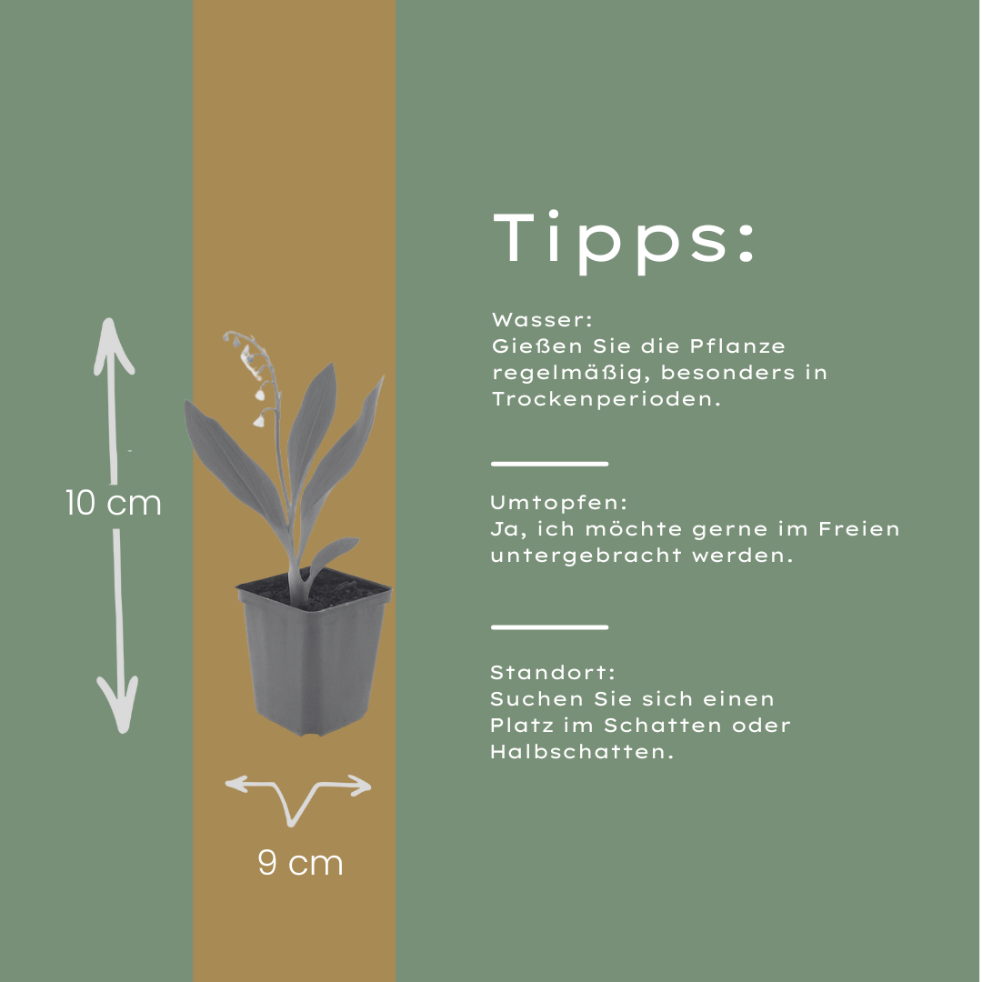 6x Convallaria majalis - ↕10-25cm - Ø9cm