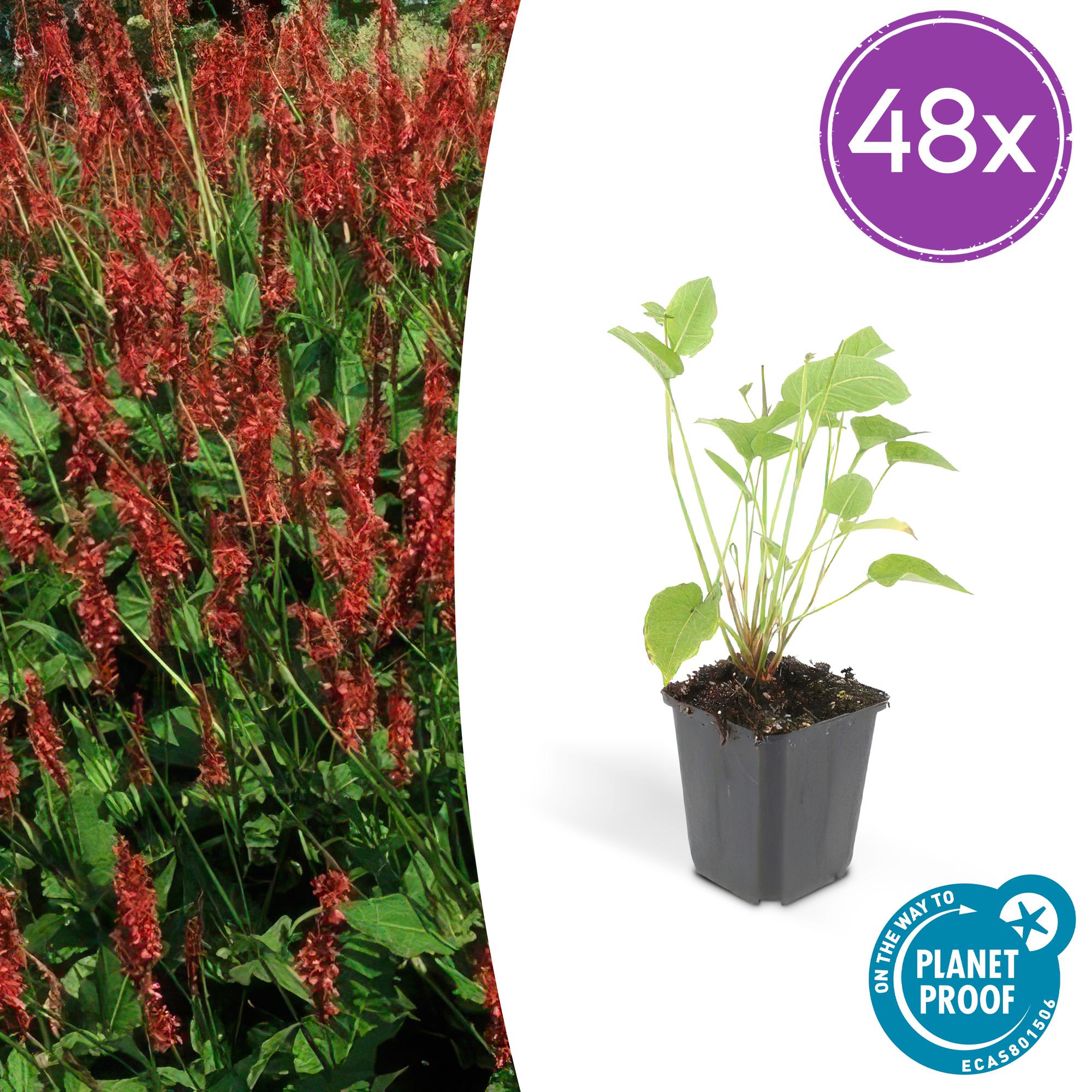 48x Persicaria amplexicaulis - ↕10-25cm - Ø9cm
