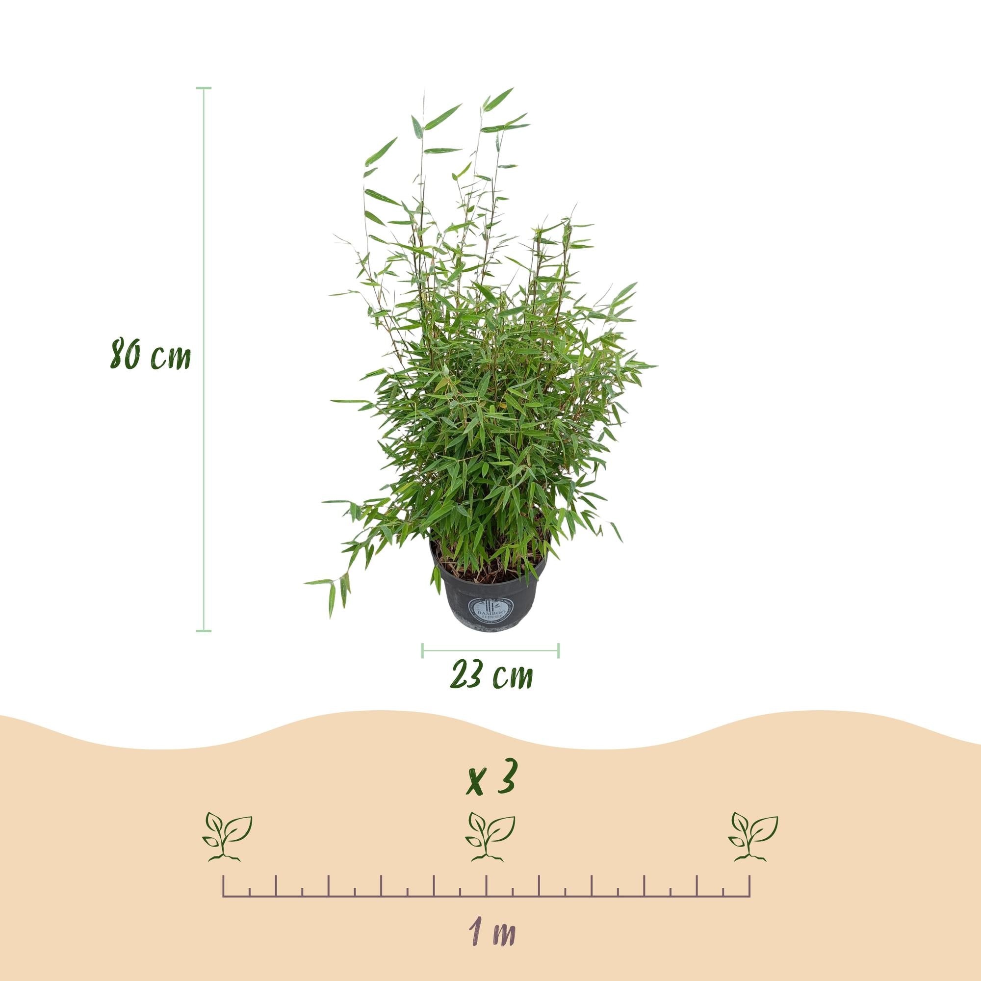 Fargesia nitida Red Dragon - Niet Woekerende Bamboe - Bladhoudend - Groen - 2 Planten - Pot 23 cm - Hoogte 80 cm