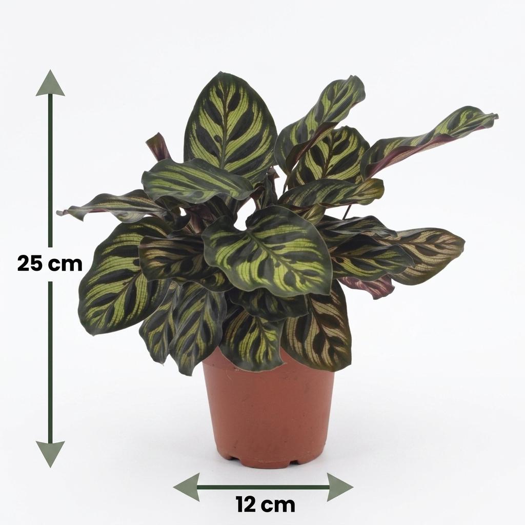 Calathea Makoyana - Pauwenplant - 4x - Pot 12cm - Hoogte - 25cm