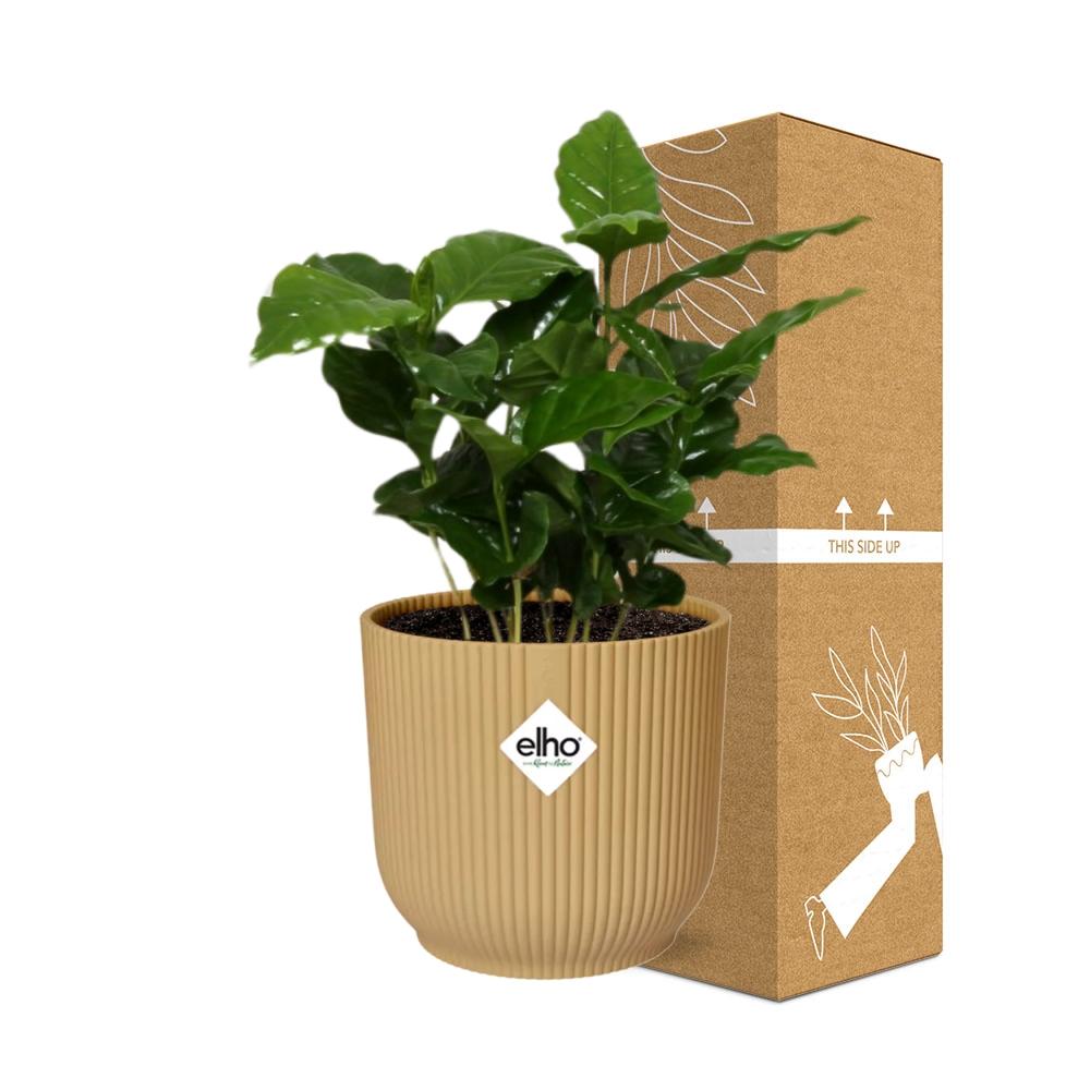 Café Arabica ELHO Vibes Fold 14cm jaune