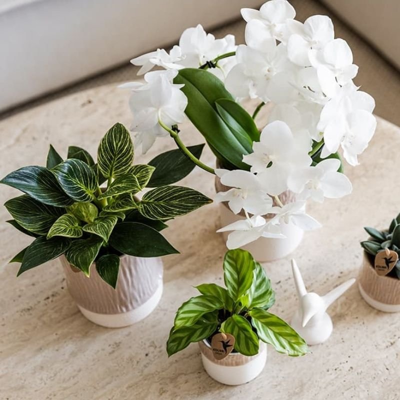 Kolibri Greens | Philodendron White Measure - Ø9cm