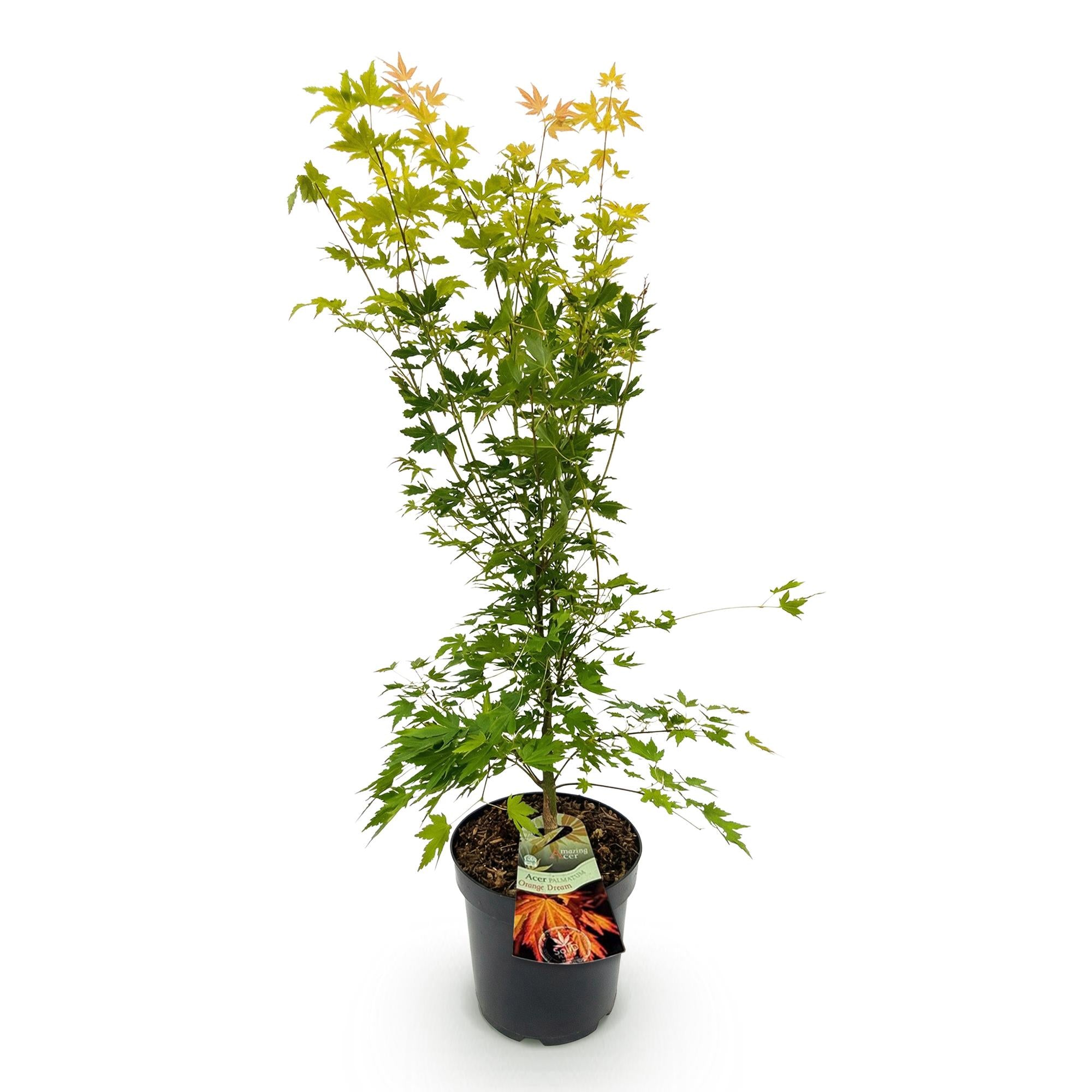 Acer palmatum Orange Dream - Japanse Esdoorn - Bladverliezend - Oranje - 1 - Pot 26cm - Hoogte 90cm