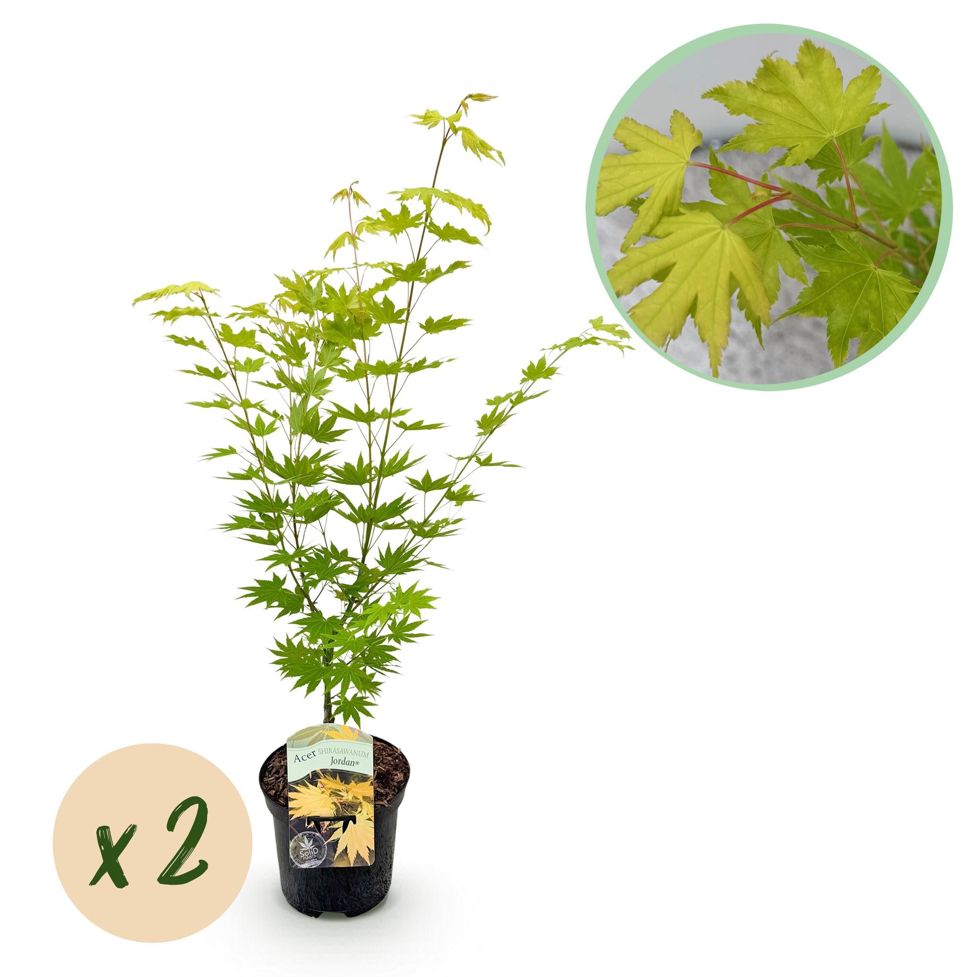 Green boutiQ – Terrassenpflanze – Japanischer Ahorn (Acer palmatum Jordan) – Gelb – 2 Pflanzen – Laubabwerfend – Topf 19 cm, Höhe 70 cm