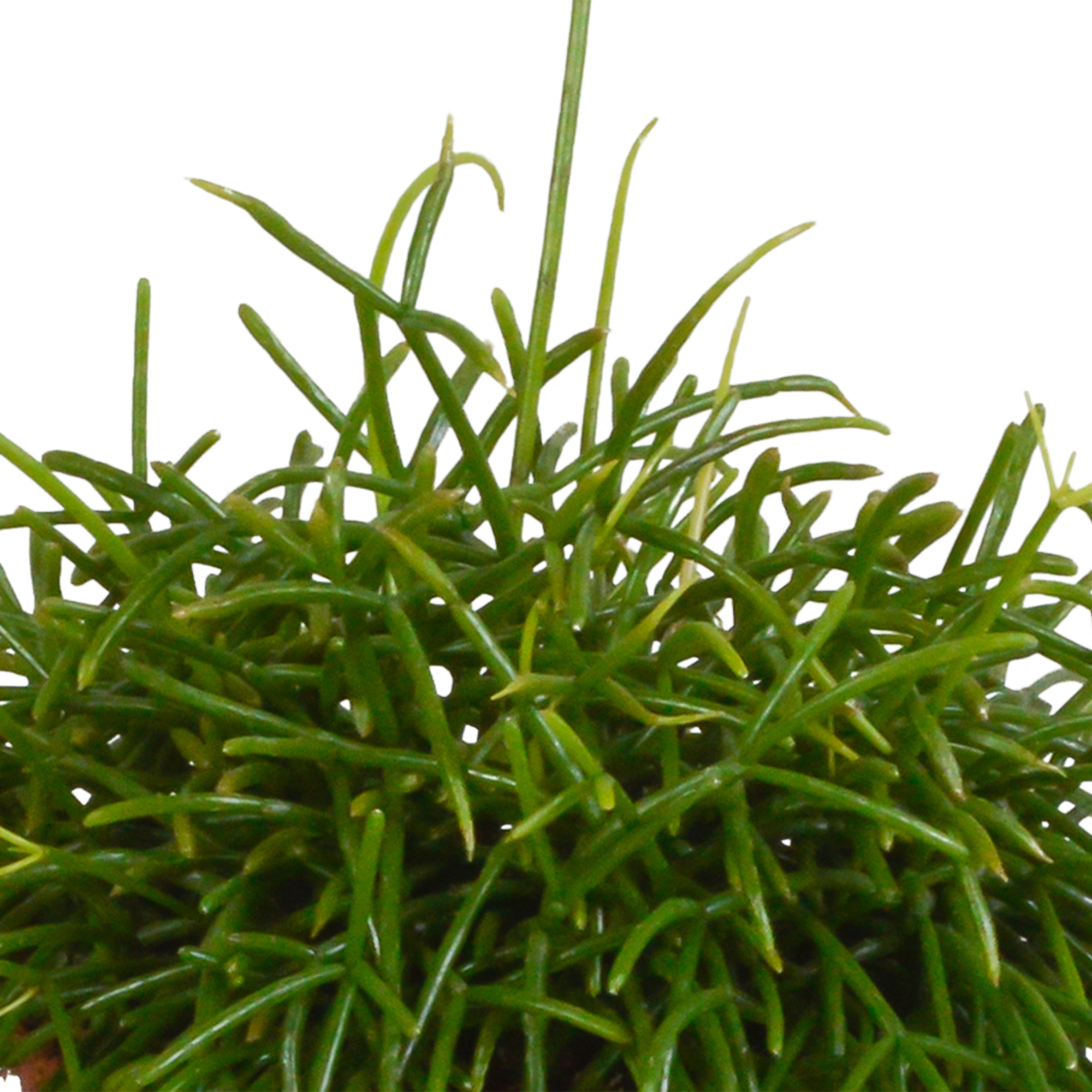 Rhipsalis baccifera Oasis 12cm