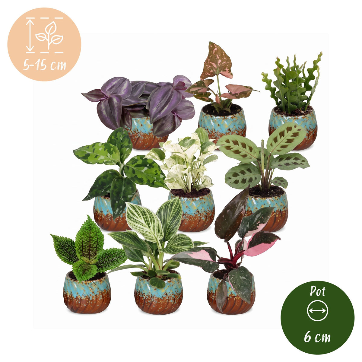 Baby Plants Surprise Box 9x - Verrassingsbox kleine planten - Diversen - Tropisch - incl. Copper Reef - Ø6cm - ↕5-15cm