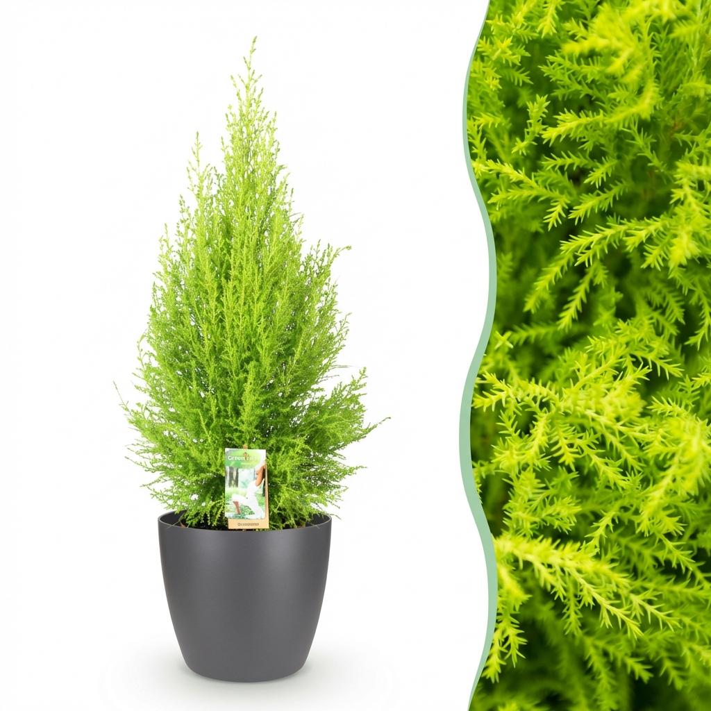 Cupressus Gold Crest Wilma - Kamer conifeer - met Potter Grijs - Pot 21cm - Hoogte 85-95cm