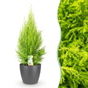 Cupressus Gold Crest Wilma - Kamer conifeer - met Potter Grijs - Pot 21cm - Hoogte 85-95cm