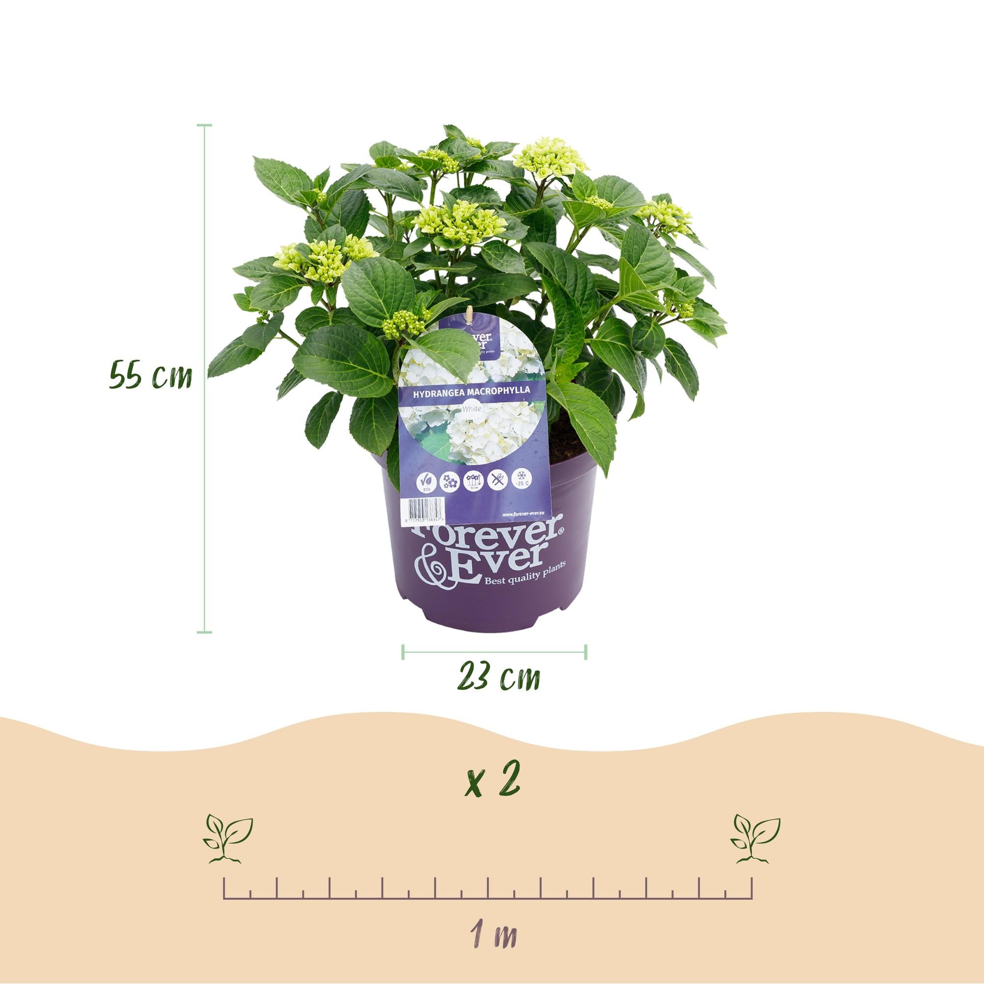 Green boutiQ - Pianta da patio - Ortensia - Hydrangea Forever & Ever - Bianca - 7-12 fiori - Vaso 23 cm Altezza 55 cm