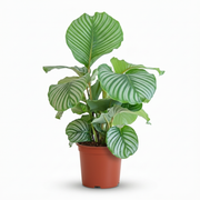 Calathea Orbifolia - Pot 21cm - Hoogte 60 - 70cm