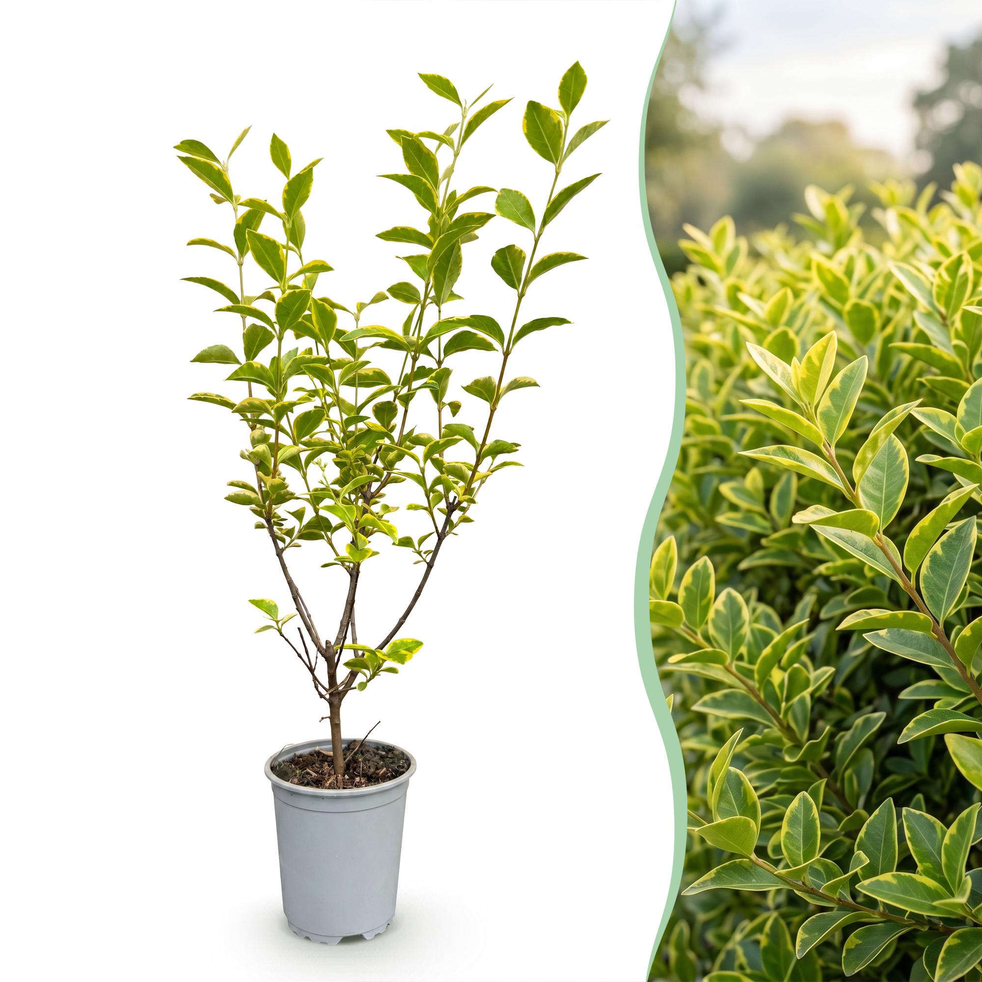 Ligustrum ovalifolium Aureum - Bontbladige Liguster 24x - Haagplanten - Groenblijvend - Bont - Pot 9cm - Hoogte 35-45cm