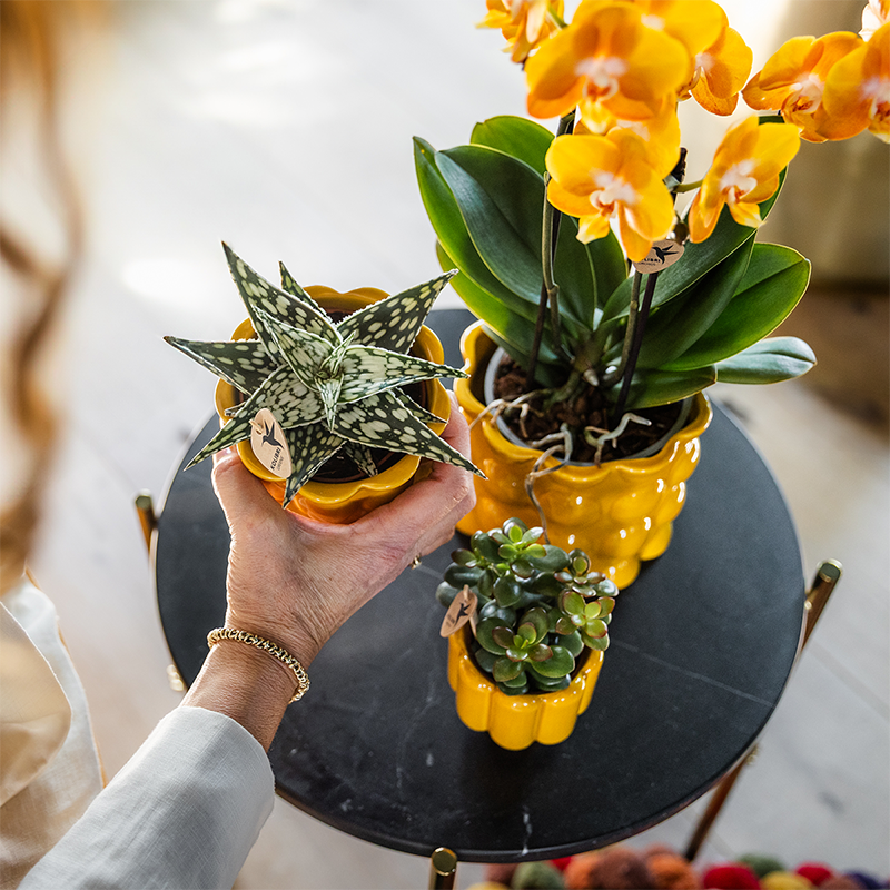 Kolibri Home | Cotton Shine sierpot - Yellow - Ø6cm