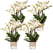 Kolibri Orchids | Combi Deal - 4 Witte Phalaenopsis Orchideeën Blossom Lausanne - Ø12 cm