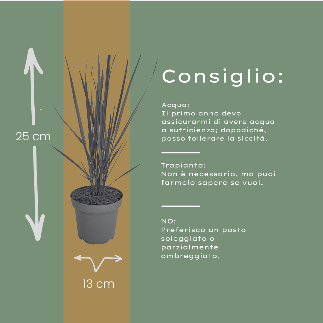 3x Panicum virgatum ‘Northwind’ – Sterk opgaand siergras met strakke groeivorm | Potmaat 12 cm