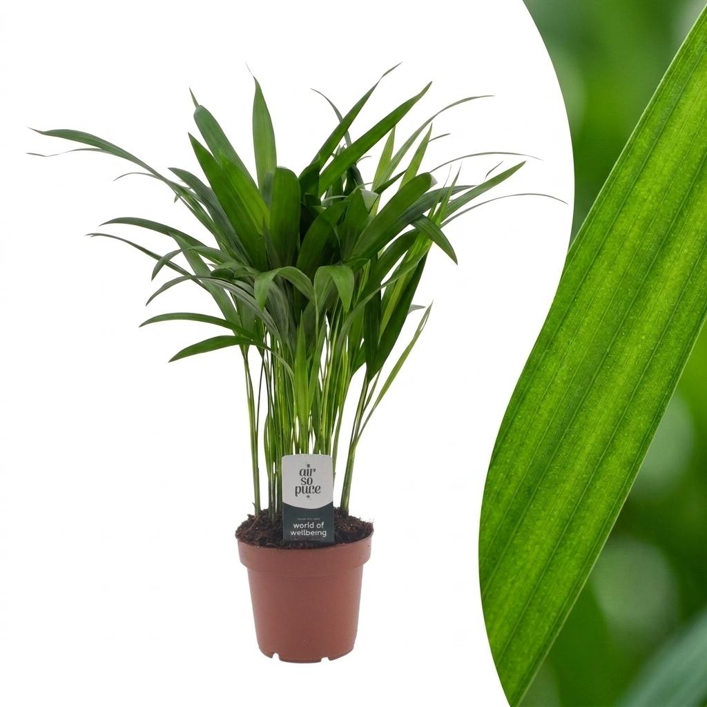 Areca Lutescens - Goudpalm -Pot 12cm - Hoogte - 45cm