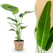 Stelitzia Nicolai - Paradijsvogelbloem - Weinig onderhoud - met mand - Groen - 1 Plant - Pot 21cm - Hoogte 110-120cm
