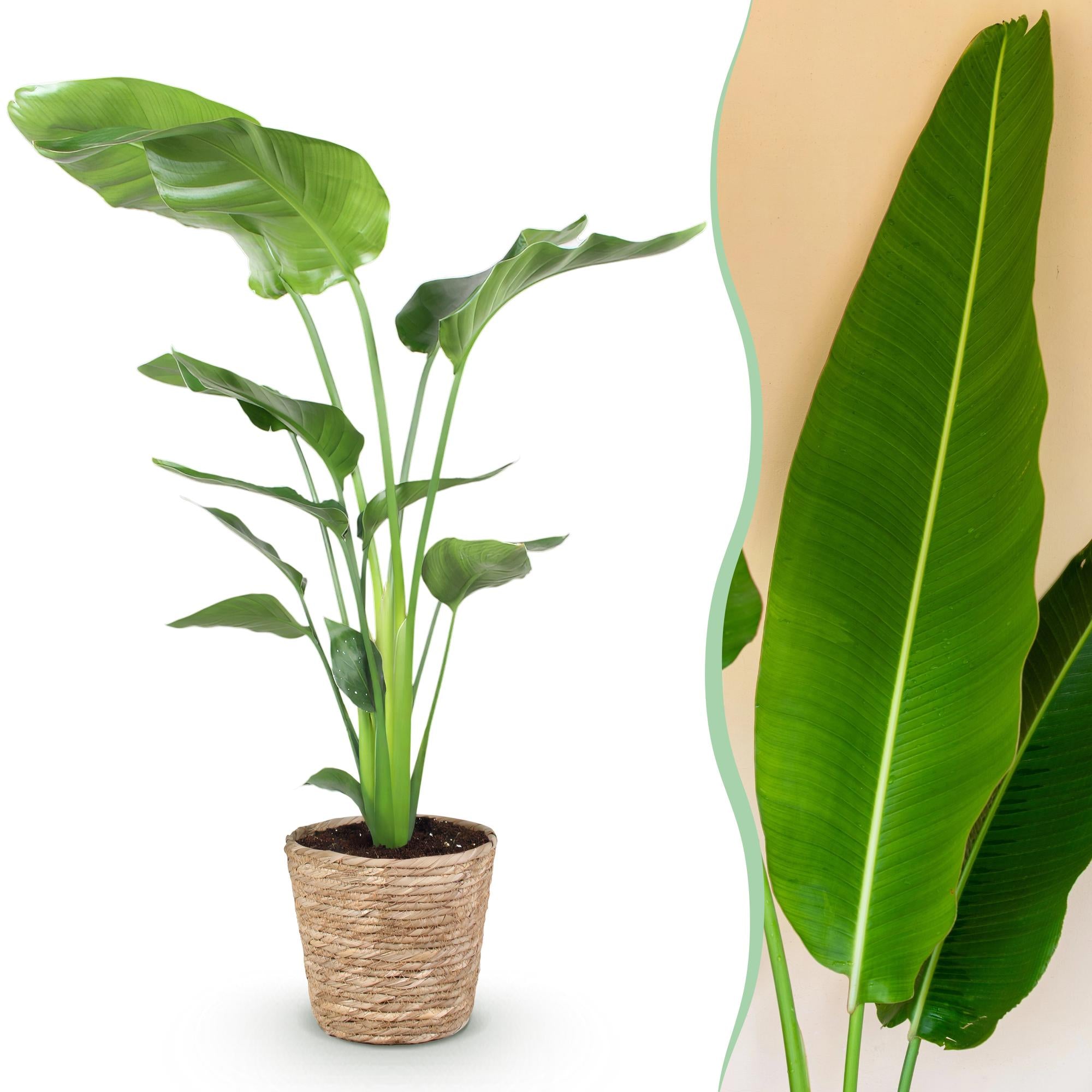 Stelitzia Nicolai - Paradijsvogelbloem - Weinig onderhoud - met mand - Groen - 1 Plant - Pot 21cm - Hoogte 110-120cm