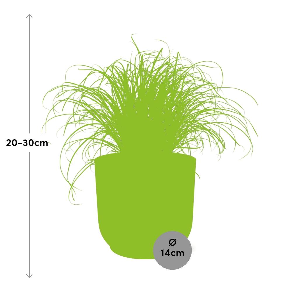 Cyperus Alternifolius Zumula en ELHO Vibes Fold 14cm rose