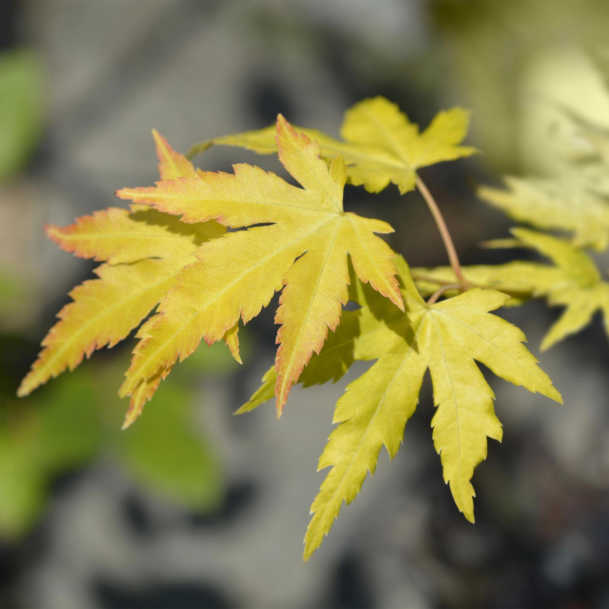 Green boutiQ - Pianta da patio - Acero giapponese - Acer palmatum Orange Dream - Arancione - 1 pianta - Decidua - Vaso 19 cm Altezza 70 cm