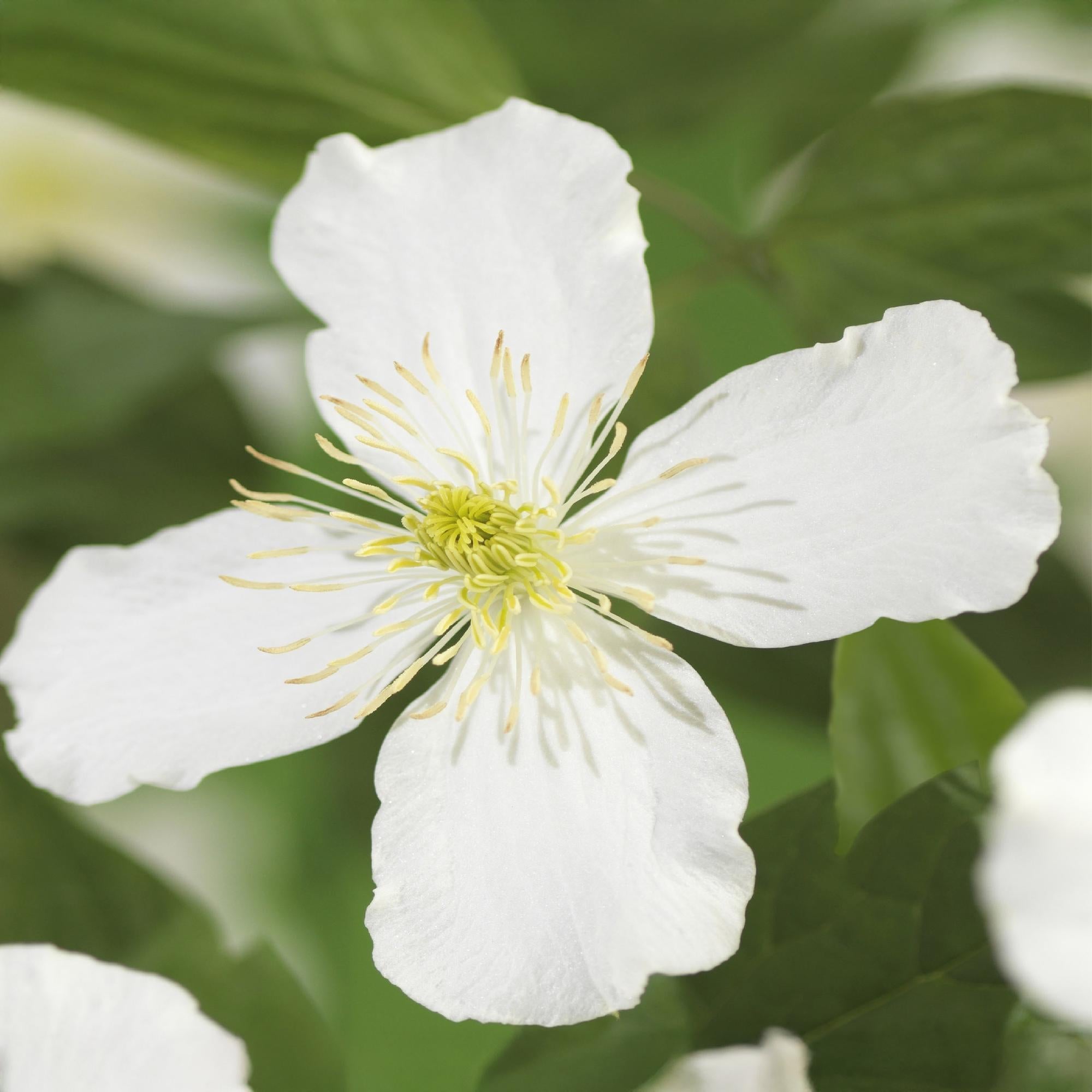 Clematis montana Grandiflora - Bloem Wit - Vroegbloeiend - Weinig onderhoud -2 planten -  Pot 11cm Hoogte 40cm