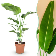 Stelitzia Nicolai - Paradijsvogelbloem - Weinig onderhoud - Groen - 1 Plant - Pot 21cm - Hoogte 110-120cm
