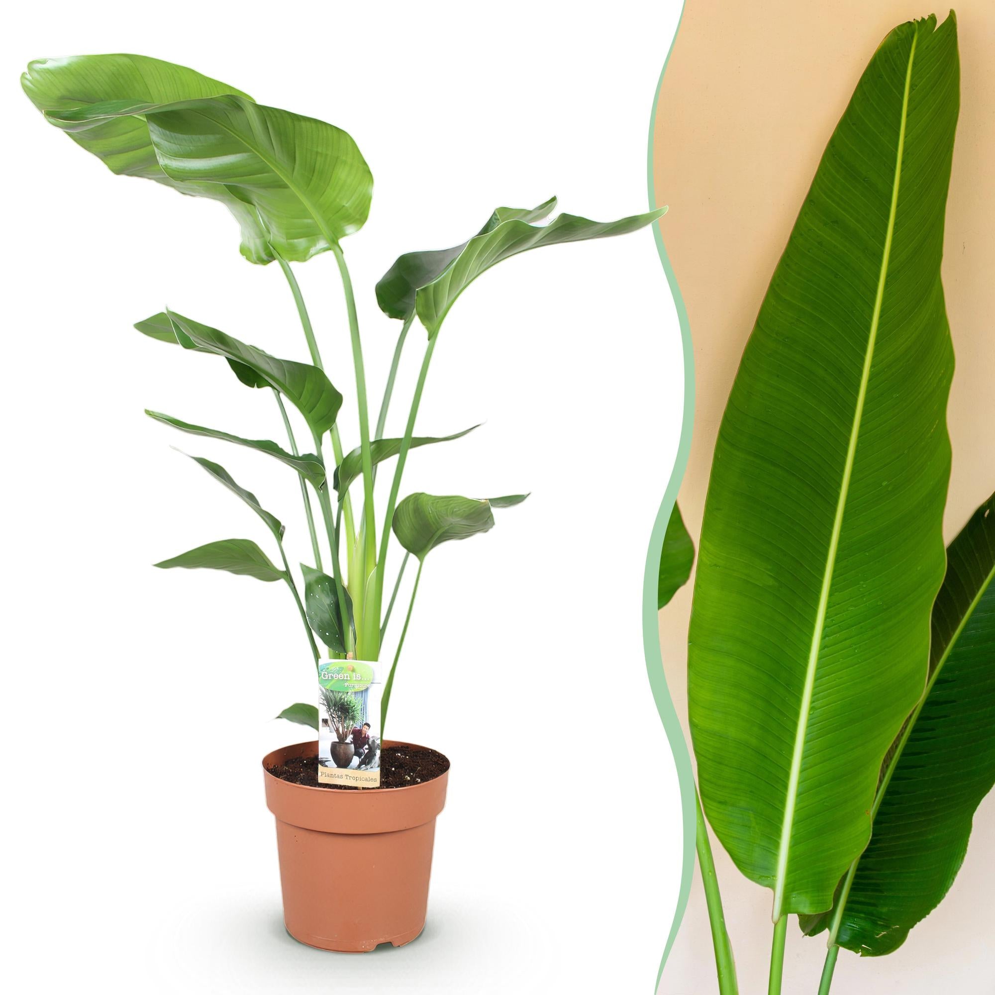 Stelitzia Nicolai - Paradijsvogelbloem - Weinig onderhoud - Groen - 1 Plant - Pot 21cm - Hoogte 110-120cm