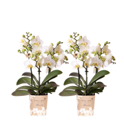 Kolibri Orchids | Combi Deal - 2 Witte Phalaenopsis Orchideeën Blossom Lausanne - Ø9 cm