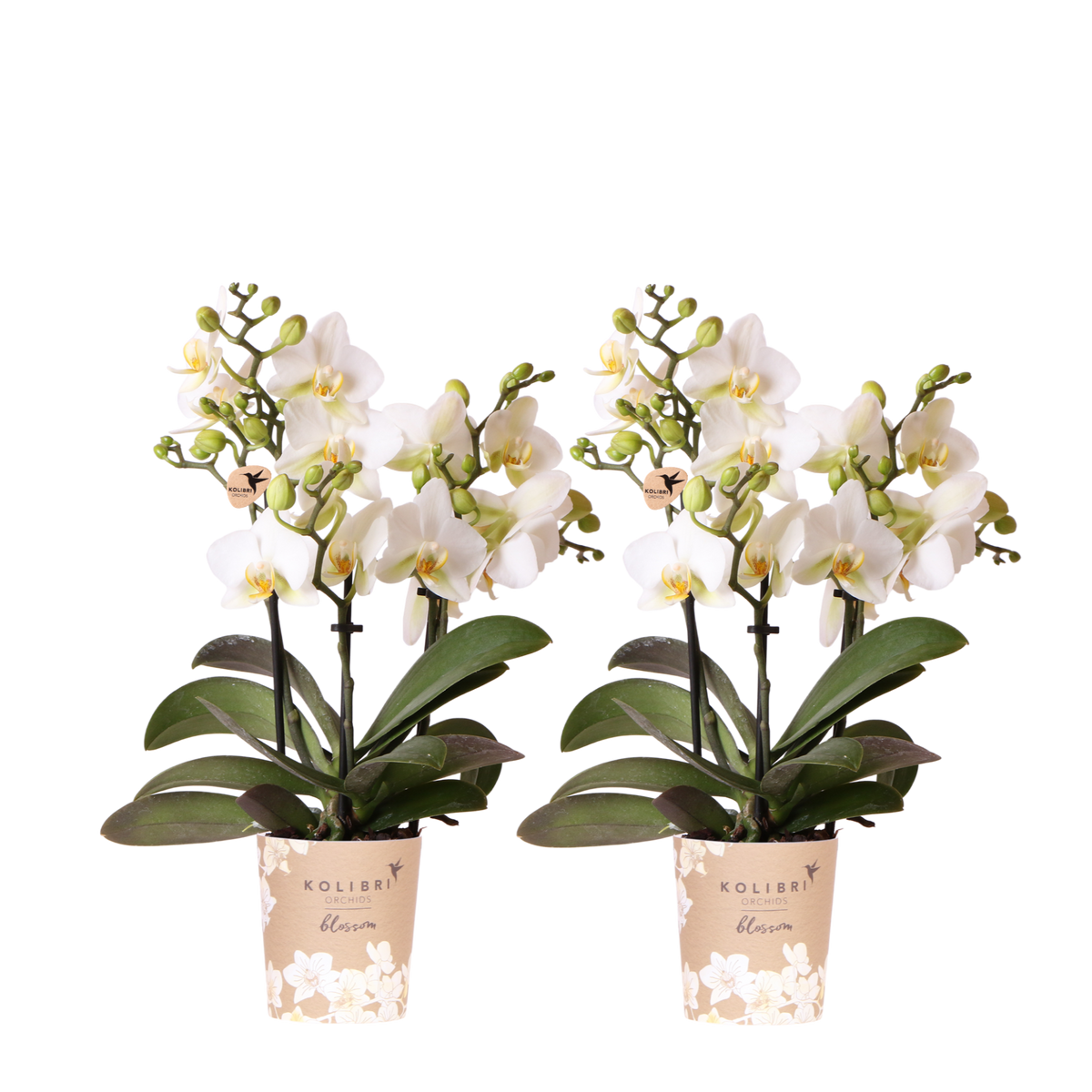 Kolibri Orchids | Combi Deal - 2 Witte Phalaenopsis Orchideeën Blossom Lausanne - Ø9 cm