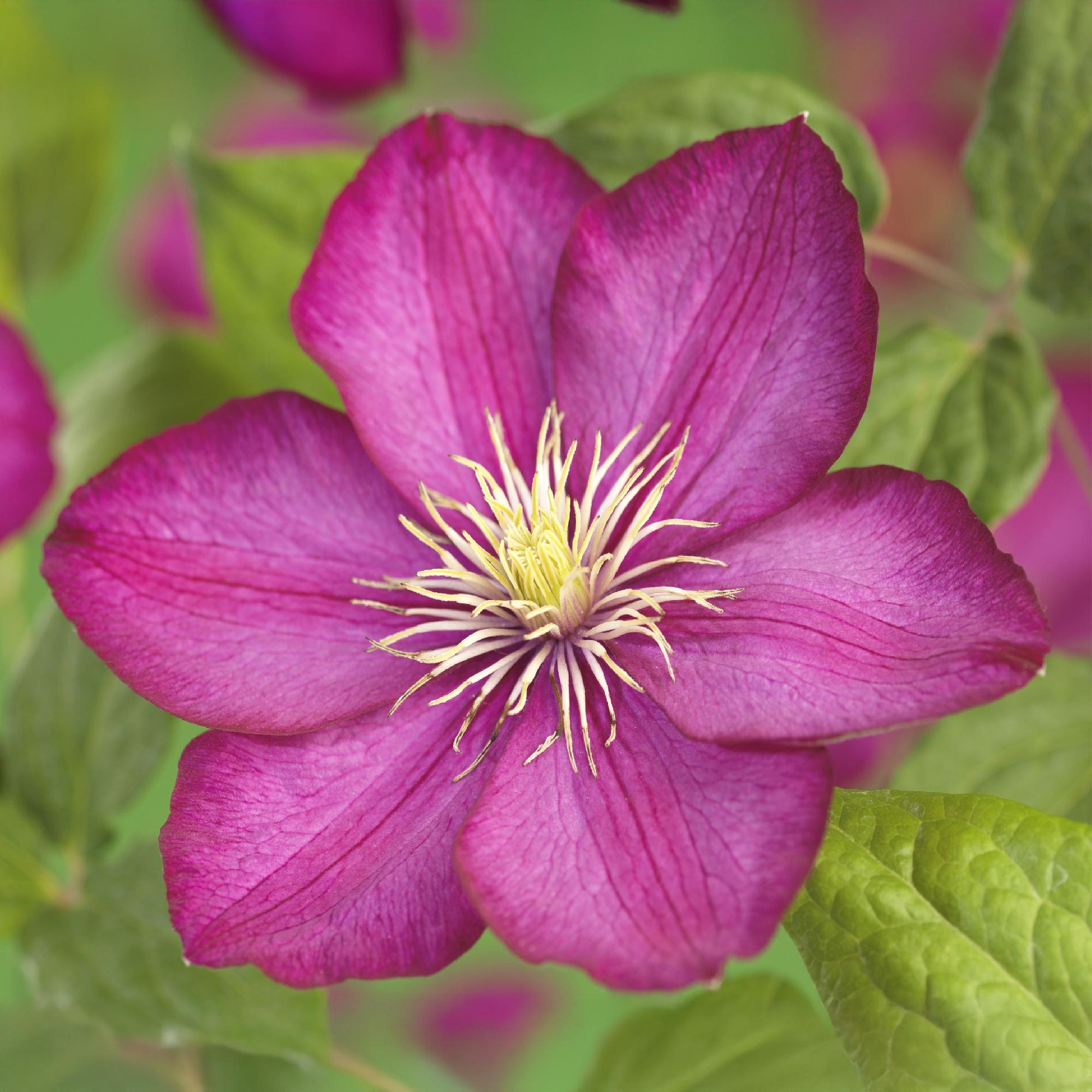 Green boutiQ – Kletterpflanze – Clematis Ville de Lyon – Rosa Blüte – Pflegeleicht – 2 Pflanzen – Topf 11 cm, Höhe 40 cm