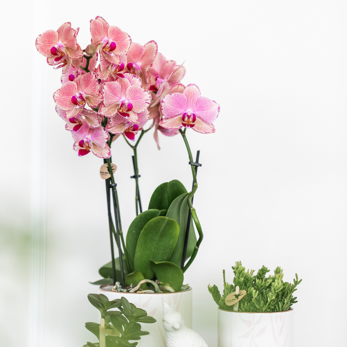 Kolibri Orchids | OFFERTA COMBINATA di 4 orchidee Phalaenopsis - Pirate Picotee - vaso Ø12cm | pianta da appartamento fiorita - fresca dal coltivatore