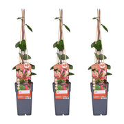 3x - Lonicera periclymenum 'Belgica' - ↨65cm - Ø15