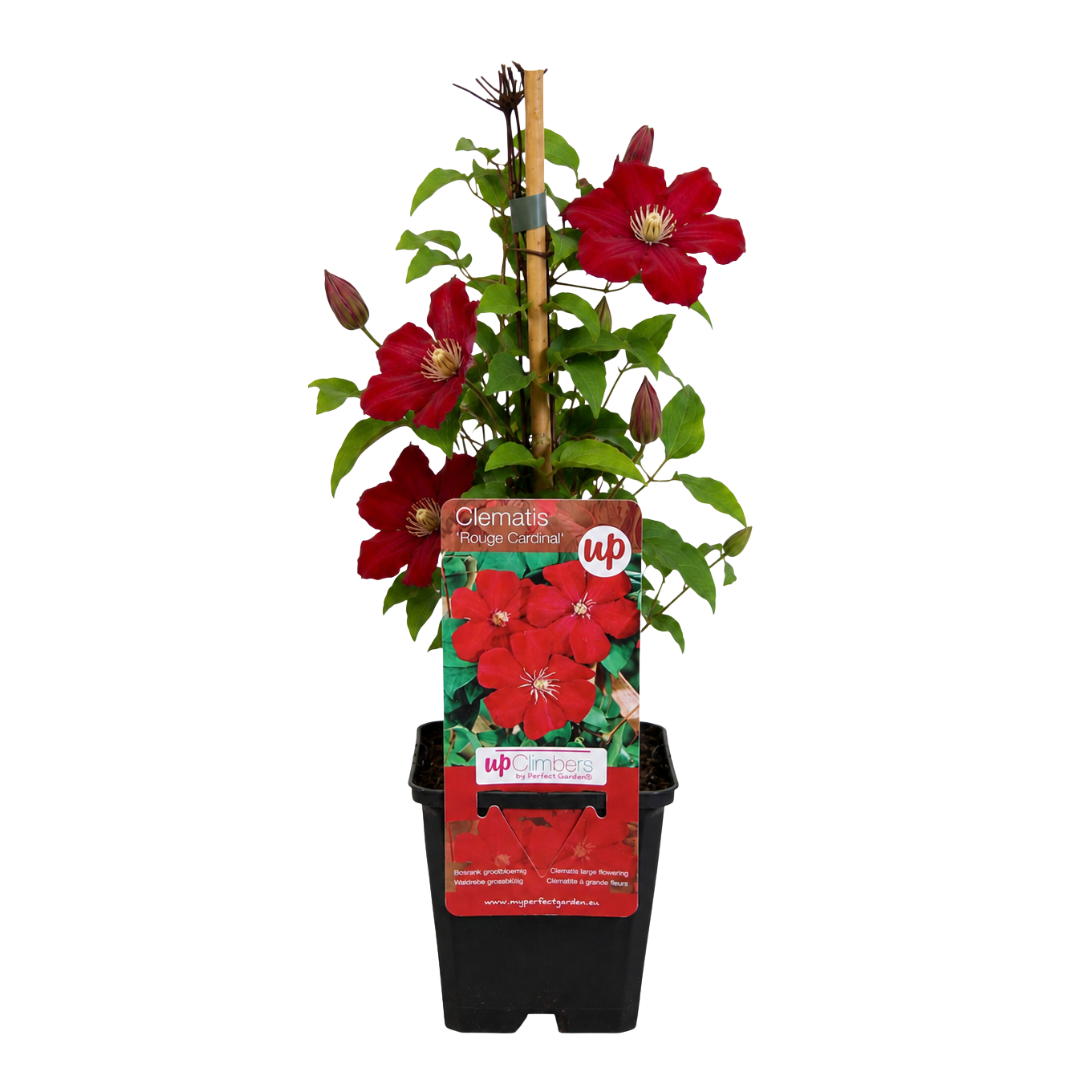 Klematis ‘Rouge Cardinal’ – P9 kruka – vacker rödblommande klätterväxt 6x
