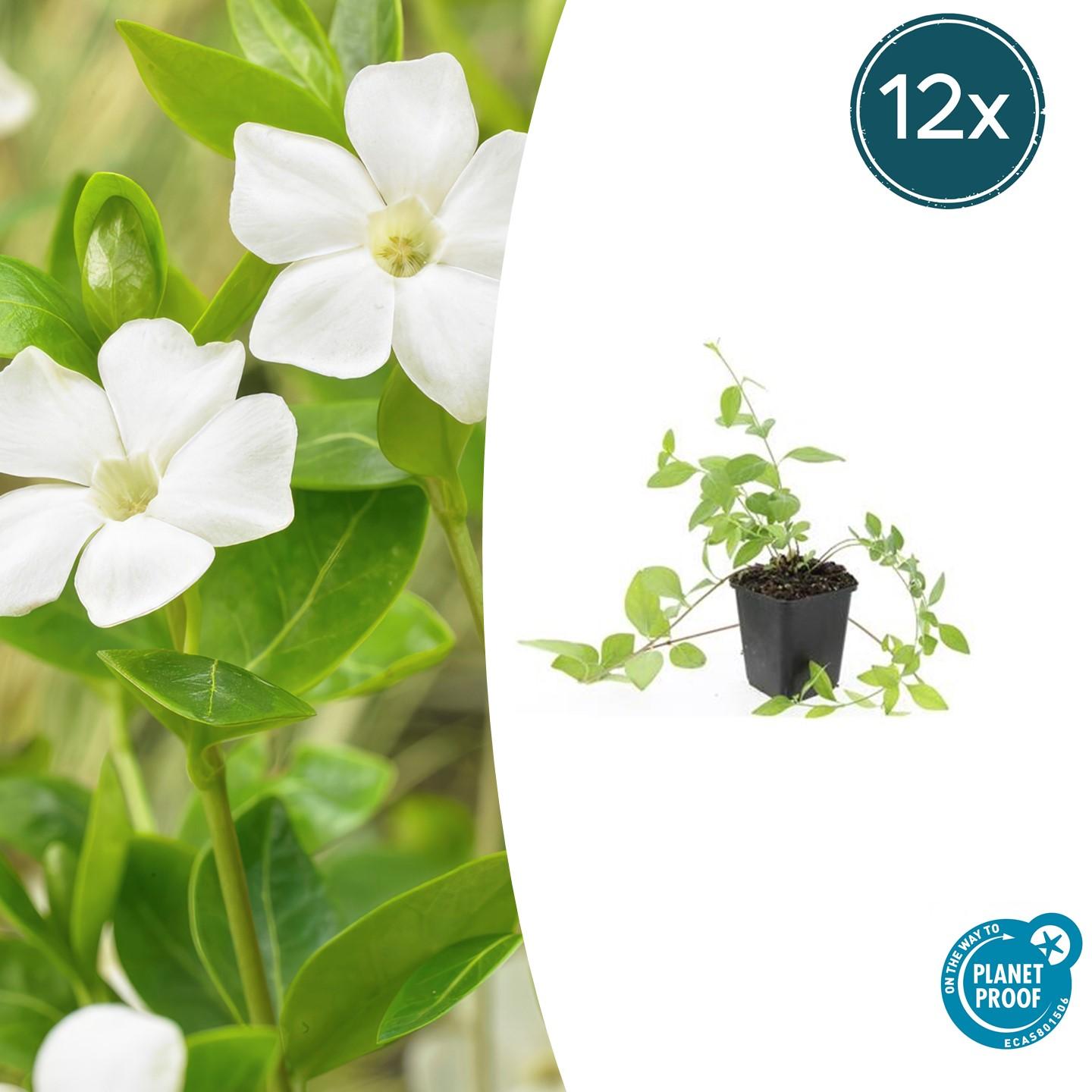 12x Vinca major 'Alba' - ↕10-25cm - Ø9cm