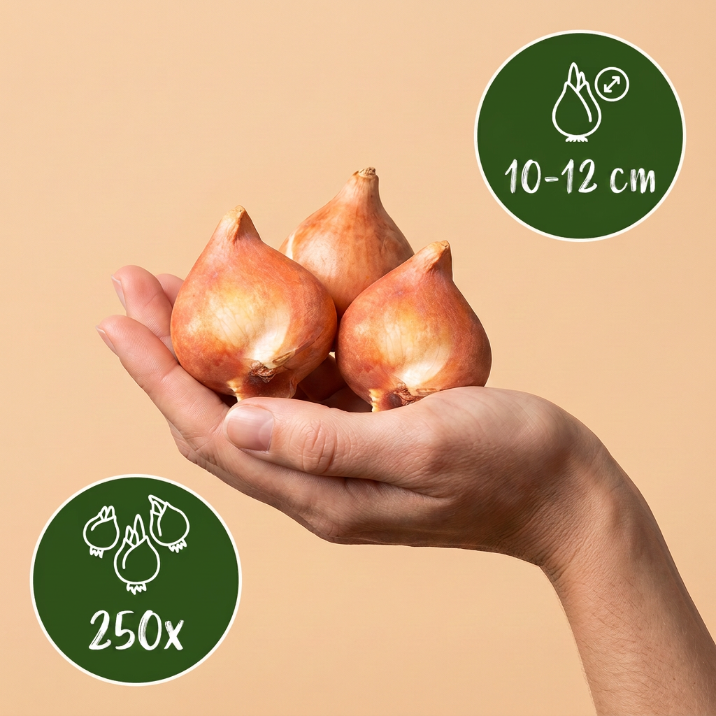 250x Bulb Garden Mix - Flower Bulbs - Bulb Garden Mix - Miscellaneous - Summer Bloomer - Bulb Size 10/12