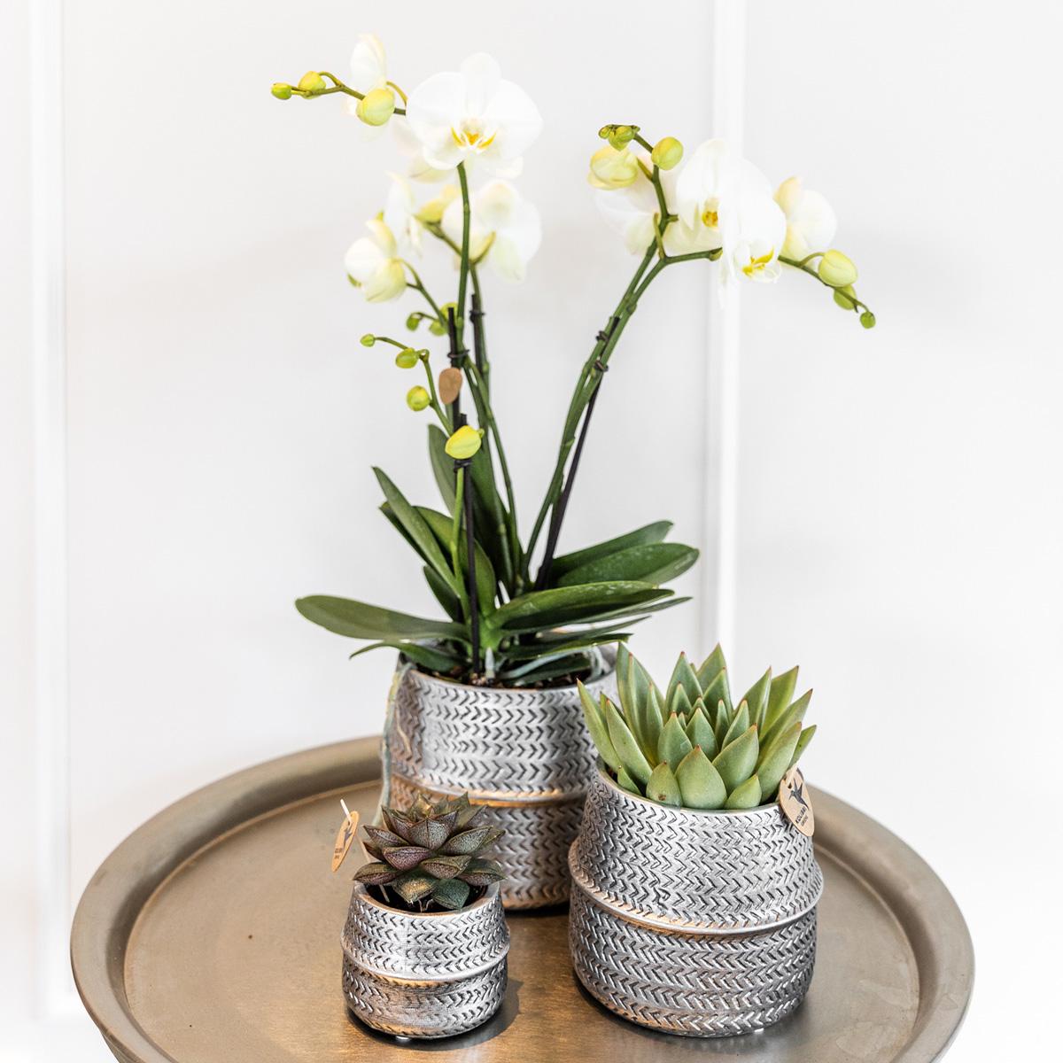 Kolibri Company - Ensemble de plantes argentées Groove | Comprend une orchidée Phalaenopsis blanche Amabilis Ø9 cm et une plante succulente verte Aloe Brevifolia Ø6 cm | Pots décoratifs en céramique argentée inclus