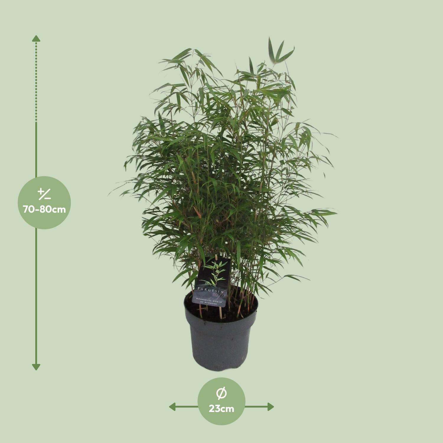 Fargesia Rufa - Bambú Rampante - Ø23cm - ↕95cm