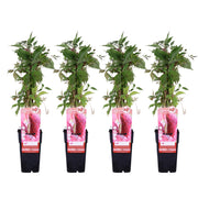 4x - Parthénocisse q. var. 'Engelmannii' - ↨65cm - Ø15