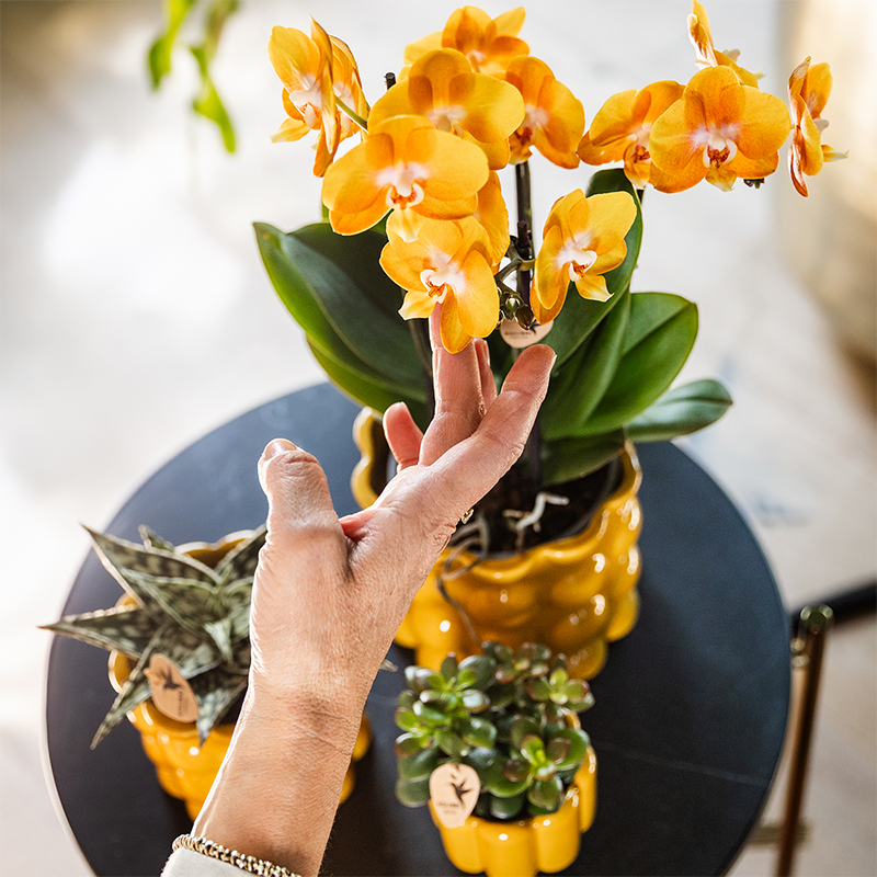 Kolibri Home | Cotton Shine sierpot - Yellow - Ø6cm