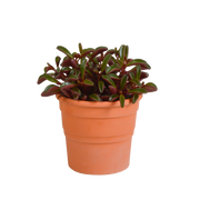 Peperomia graveolens - in terracotta pot