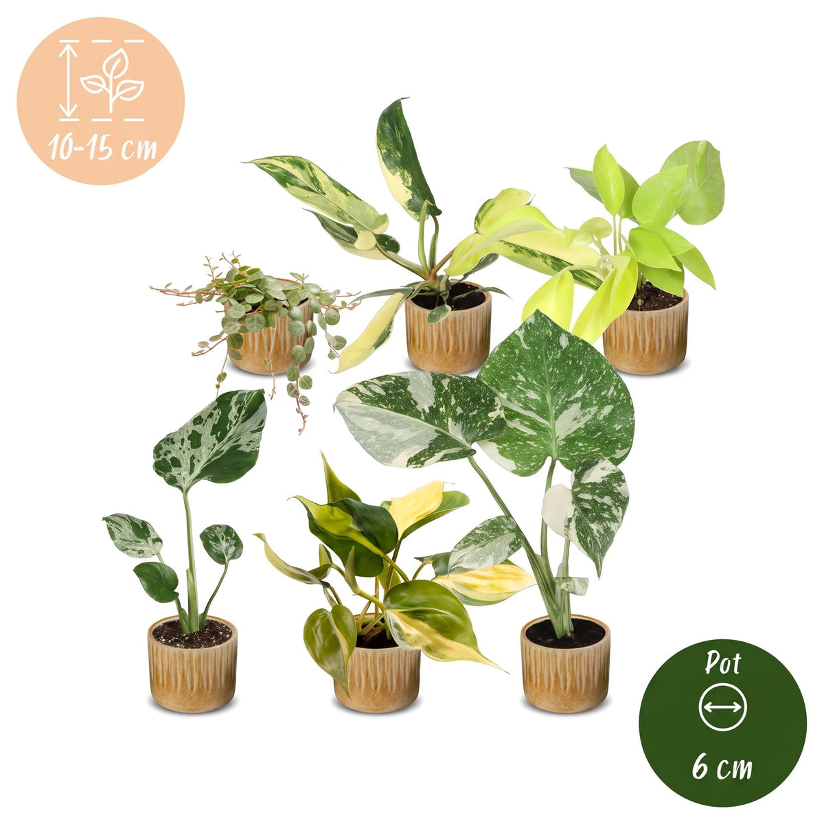 Baby Planten Tropical Mix - Diversen 6x - Tropisch - incl. Linnea Honey - Ø6cm - ↕10-15cm