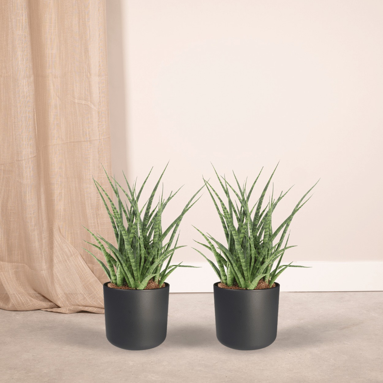 Sansevieria Fernwood Punk (Lengua de suegra) - 2 unidades - Ø12 cm - ↕30 cm
