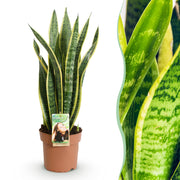 Sansevieria Laurentii - Vrouwentong - Weinig onderhoud - Groen - 1 Plant - Pot 17cm - Hoogte 60-70cm